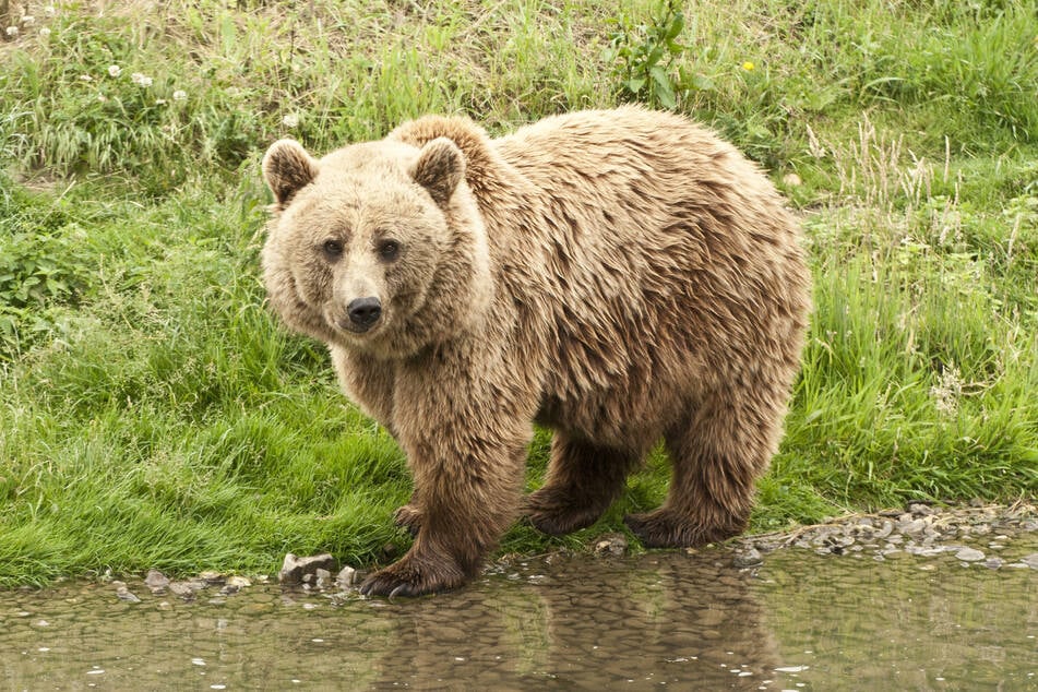 Der Kodiakbär zählt als größter Bär der Welt.