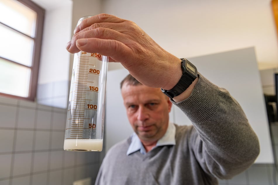 Vom Azubi bis zum Chef-Besamer: Der erfahrene Falk Schütze kontrolliert die Qualität der Probe mit dem Auge.