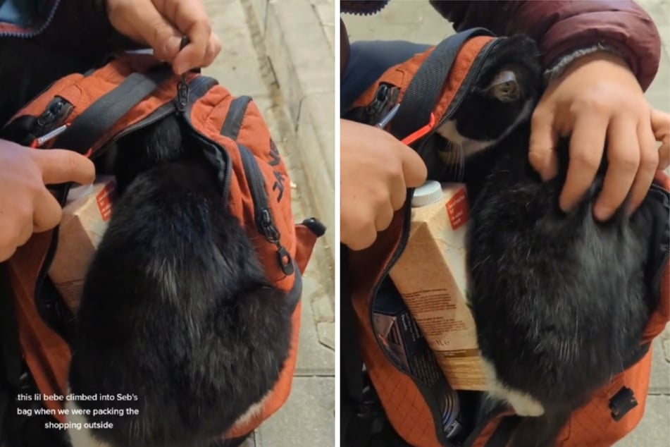 Der Kater sprang ohne zu Zögern in den Rucksack des Fremden.