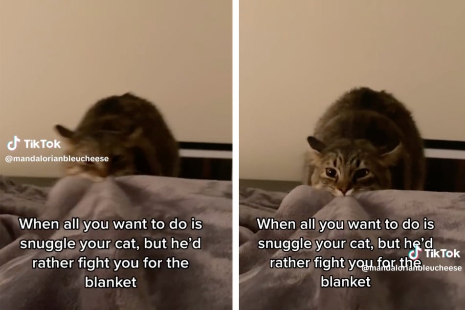 A cat's fight for his owner's blanket has made million laugh in a viral TikTok video.