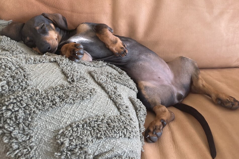 Sleepyhead dachshund's adorable reaction to being woken up early delights internet!