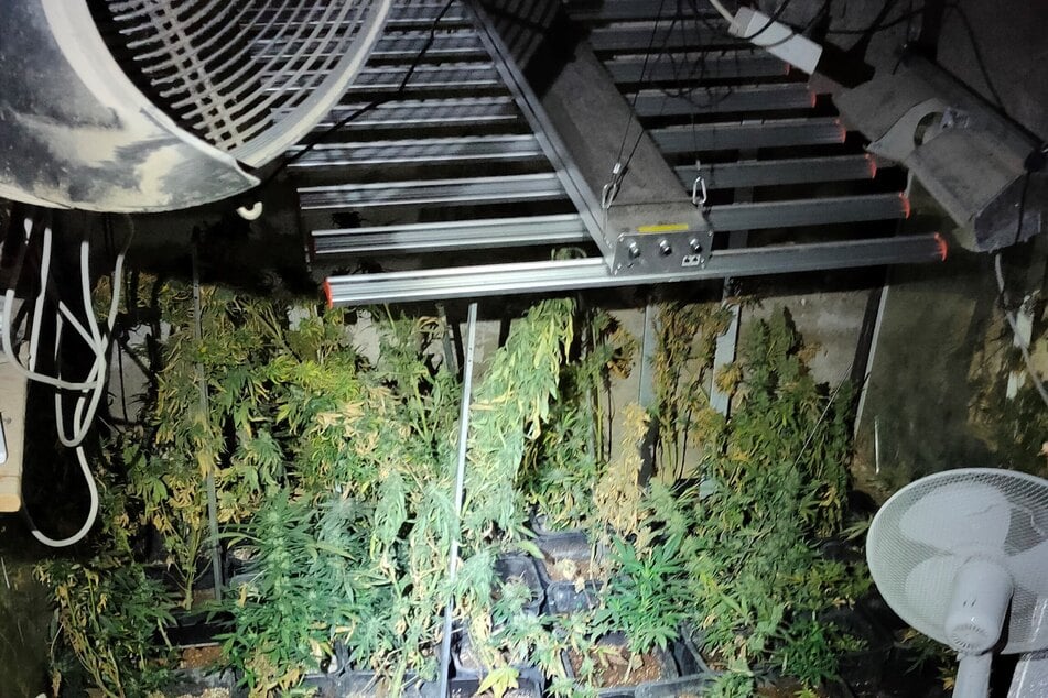 Kurioses Drogen-Versteck: Polizei findet 70 Marihuanapflanzen in filmreifem Geheimlager