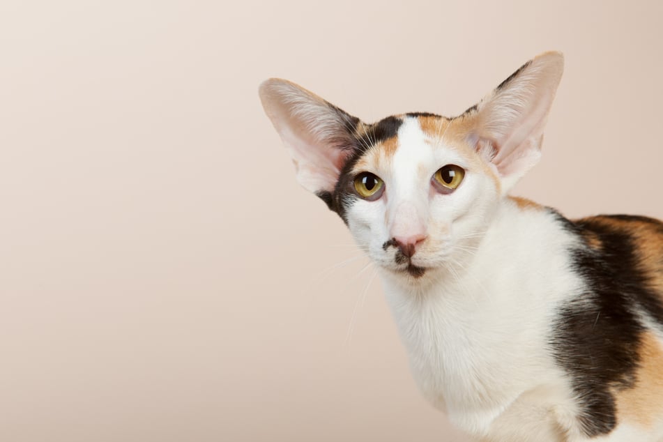 Die Orientalisch Kurzhaar fällt vor allem durch ihre außergewöhnlichen Ohren auf.