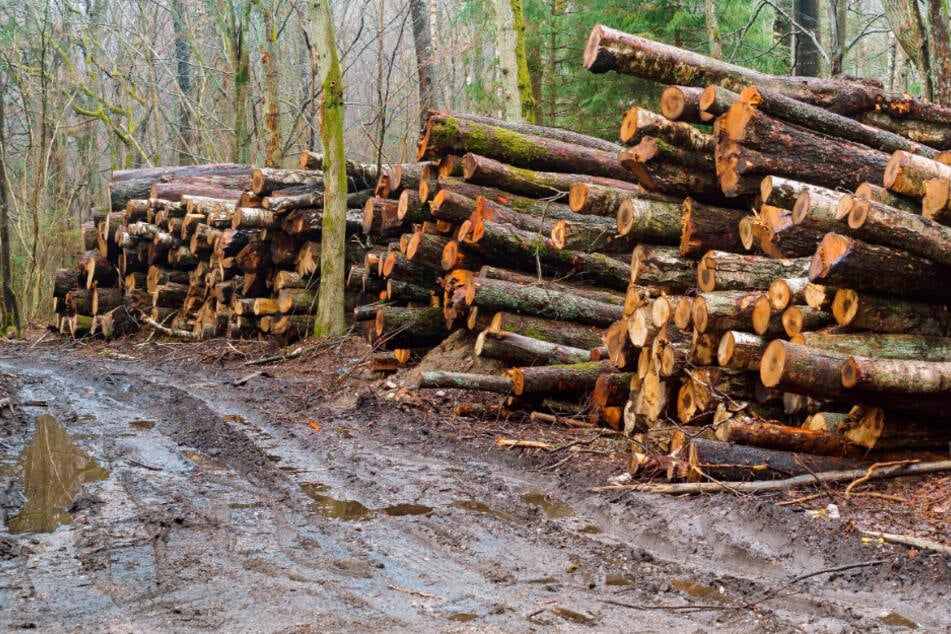 In einem Waldstück im schwäbischen Landkreis Günzburg ist es zu einem tödlichen Unfall gekommen. (Symbolbild)