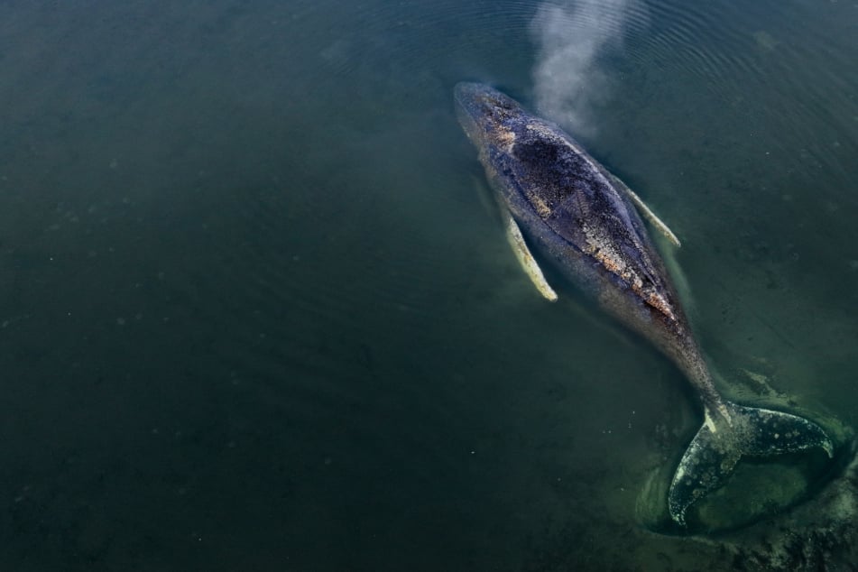 Gestrandeter Buckelwal hat Verletzungen: Schiffsschraube die Ursache?