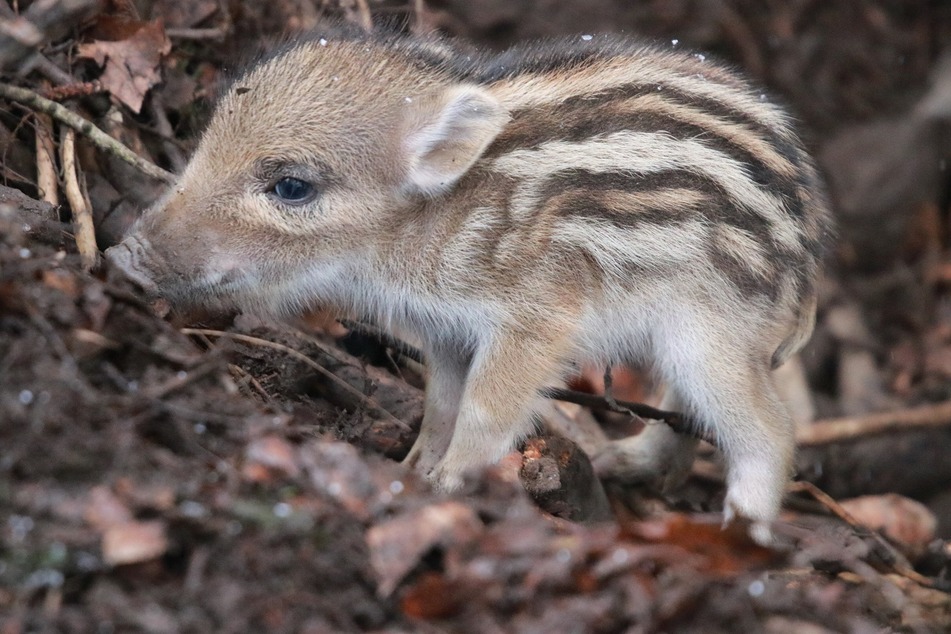 Zuckersüß! Dieser Frischling kam Mitte März im Wildgatter Oberrabenstein auf die Welt. Vorsichtig erkundet das Jungtier den Wildschwein-Bau.