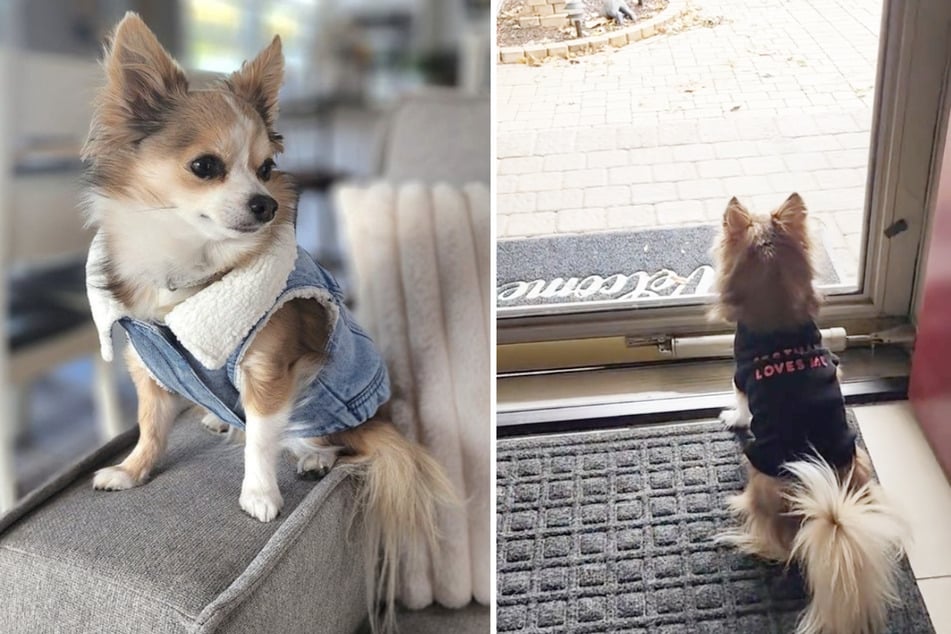 Chihuahua Frannie sits impatiently outside the door waiting for a very special person.