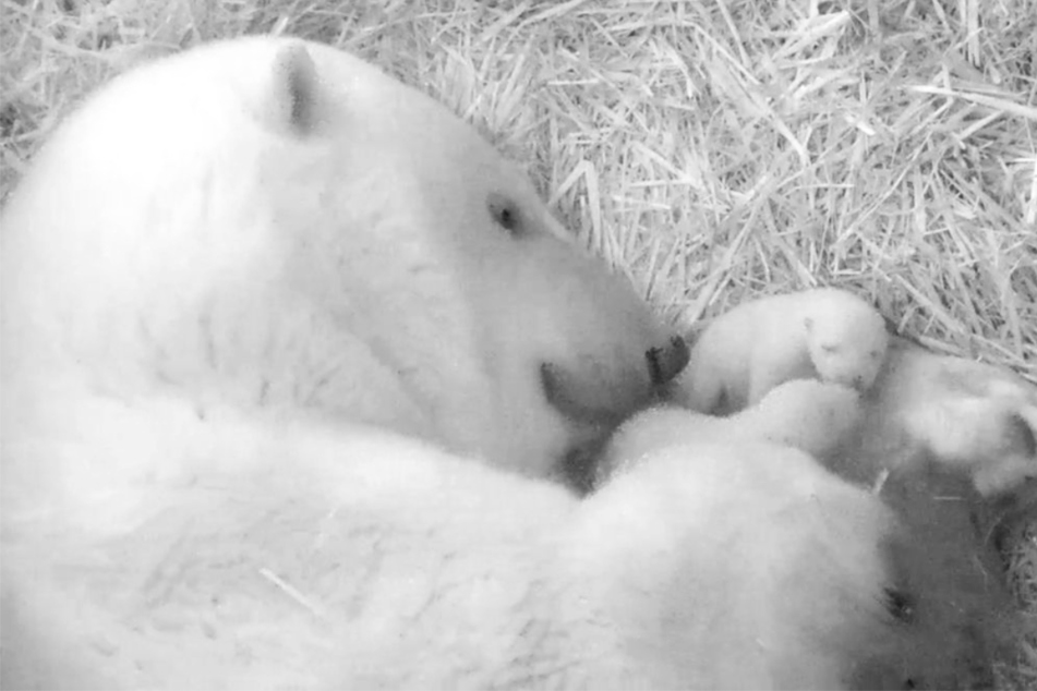 Süßer Eisbär-Nachwuchs in Rostocker Zoo geboren