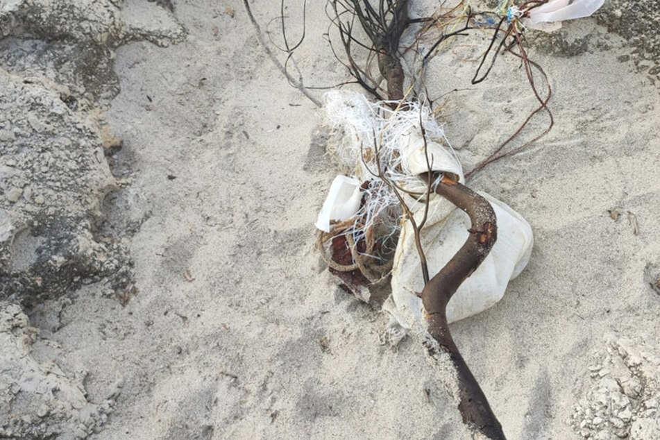 Das arme Lebewesen war in Plastik gefangen gewesen.