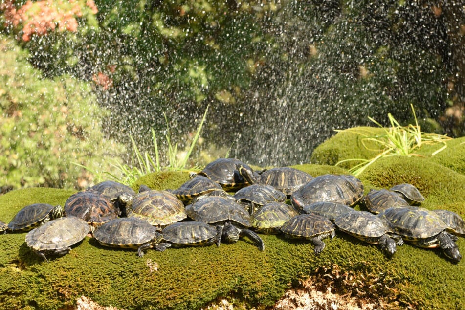 Über feinen Sprühnebel nehmen Schildkröten Feuchtigkeit auf.