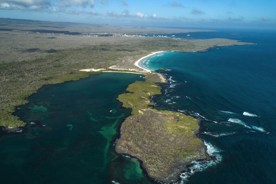 The new octopus was discovered on the ocean floor near the Galapagos Islands.