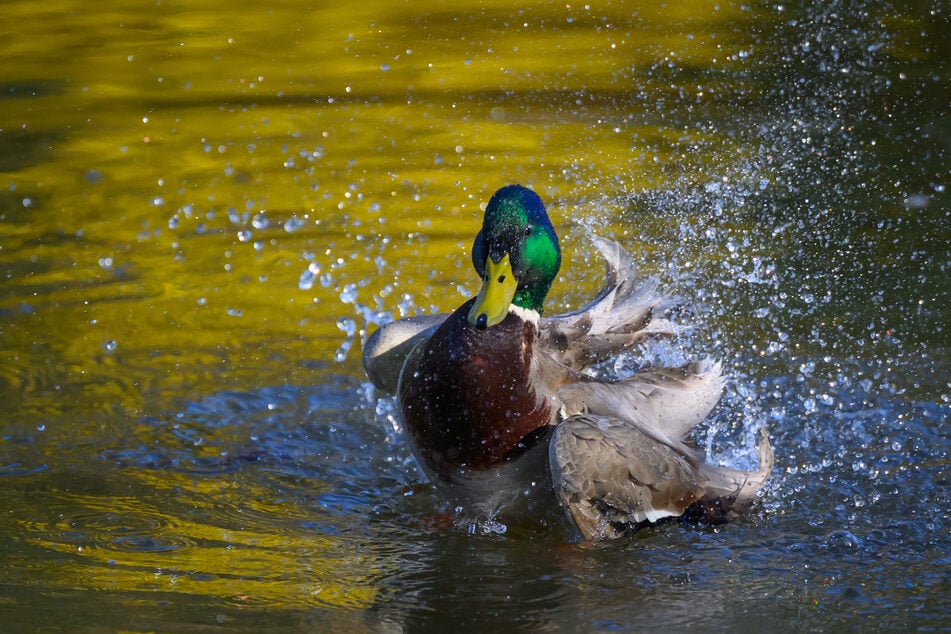 Eine Stockente überlebte den Angriff des Hundes nicht. (Symbolfoto)