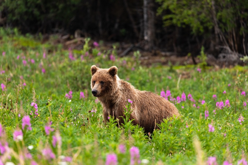 Five bear cubs in one litter is a first for Yellowstone National Park (file photo).