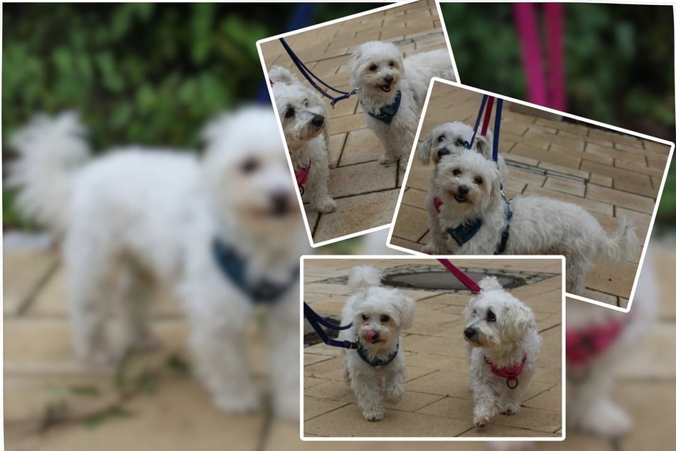 Mandjes in een dubbelpack gezocht: Wie geeft Sammy en Lilly een thuis?