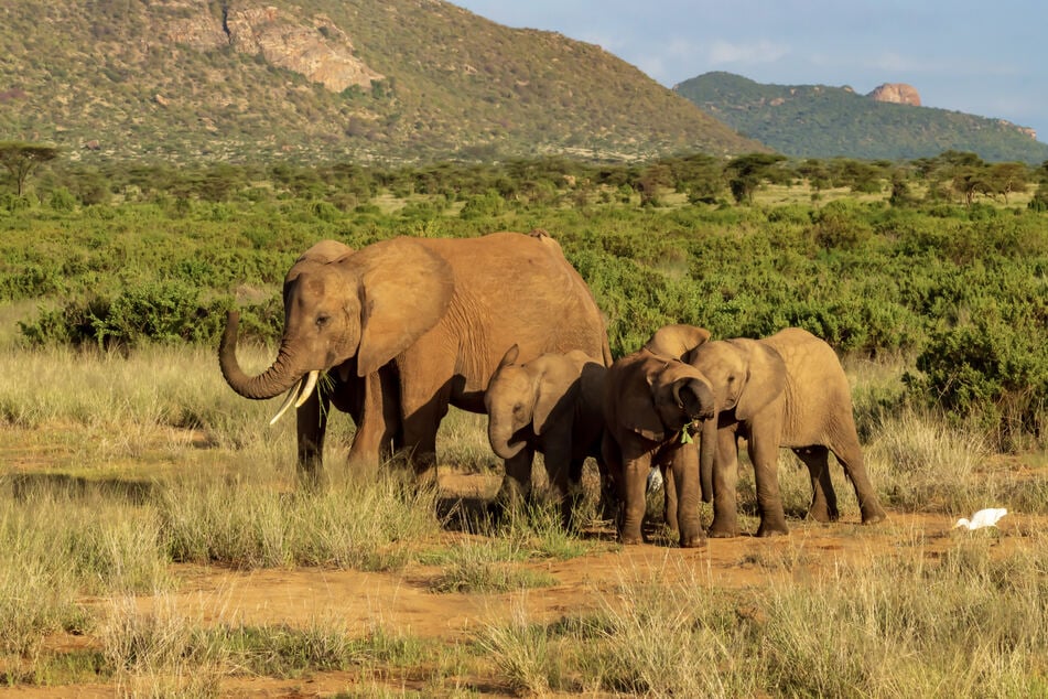 Um die hungernden Menschen im Land zu ernähren, sollen in Namibia 700 Wildtiere erschossen werden. (Symbolbild)