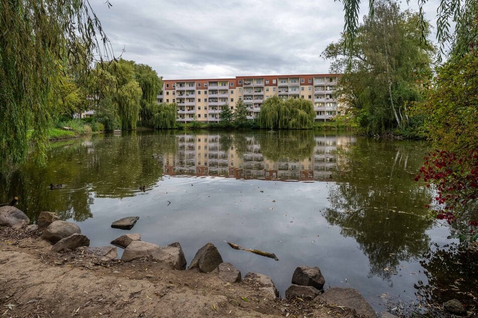 Der Knappteich im Yorckgebiet braucht Wassernachschub, doch Schadstoffe im Dachwasser bremsen eine Zuleitung von den benachbarten Wohnblocks.