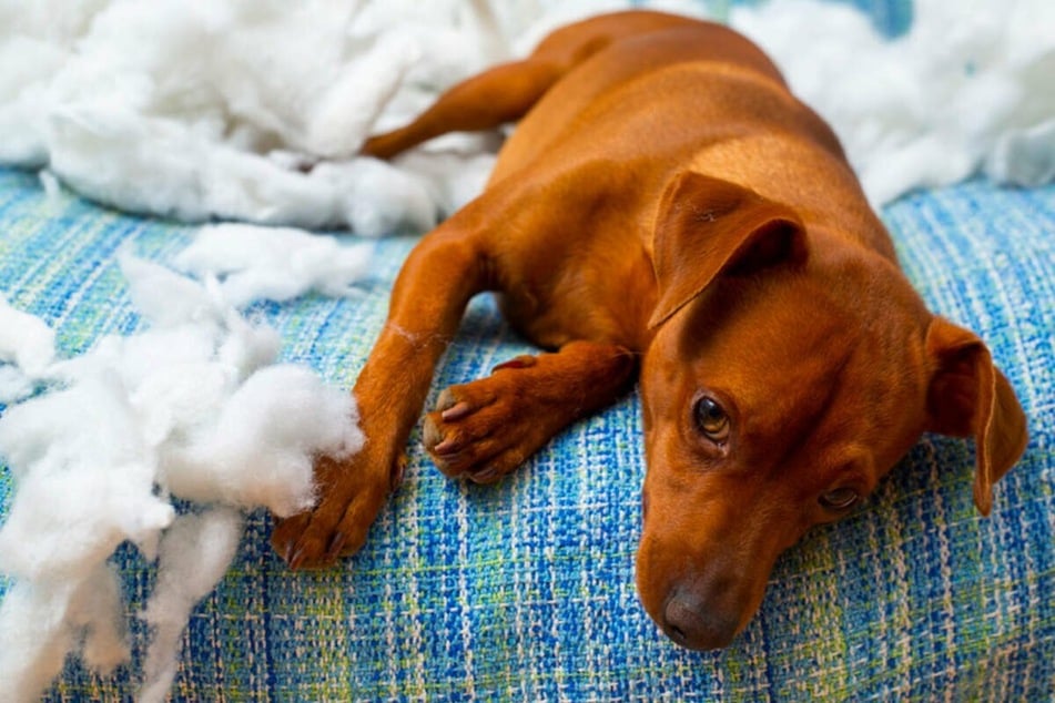 Zerstörte Möbel oder panisches Winseln? Hunde müssen das Alleinbleiben erst lernen.