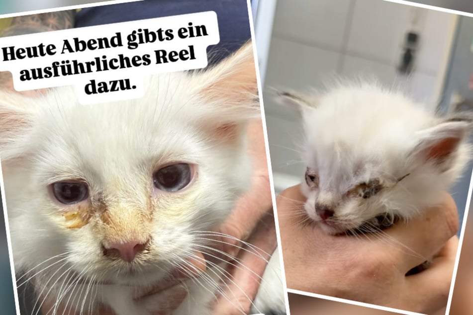 Verklebte Augen und Rotznasen sind an der Tagesordnung.