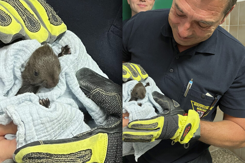 Das gerettete kleine Eichhörnchen war zu schwach, um es sich selbst zu überlassen.