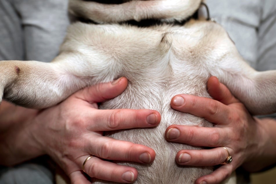 Your dog's belly is going to start getting bigger when it gets pregnant.