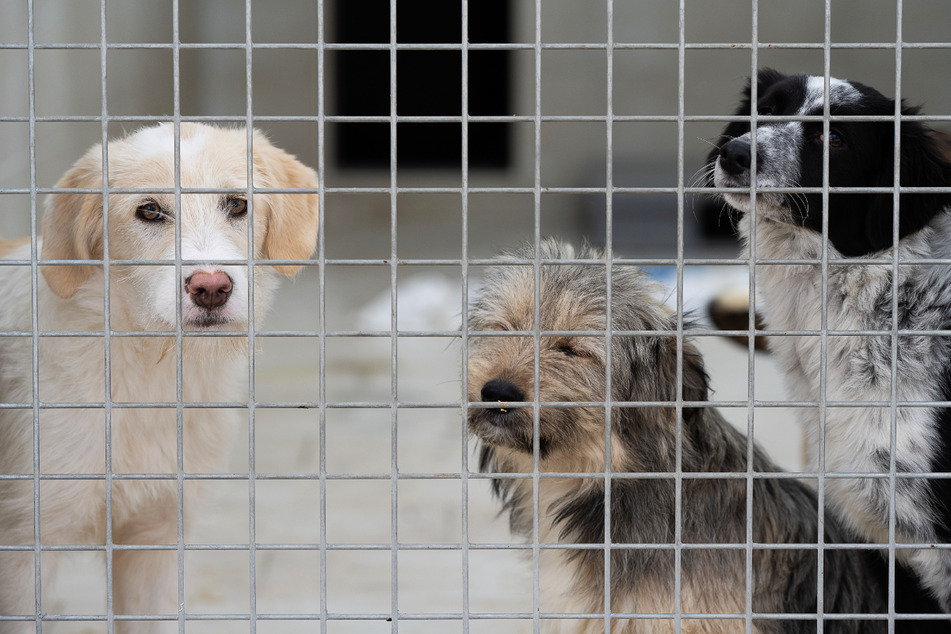 Tierschützer warnen vor Haustieren aus illegalem Handel
