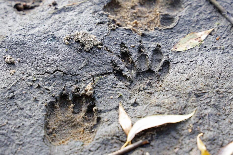 Die Trittsiegel von Waschbären sind leicht von anderen Tieren zu unterscheiden, denn die Tiere haben fünf fingerähnliche Zehen.
