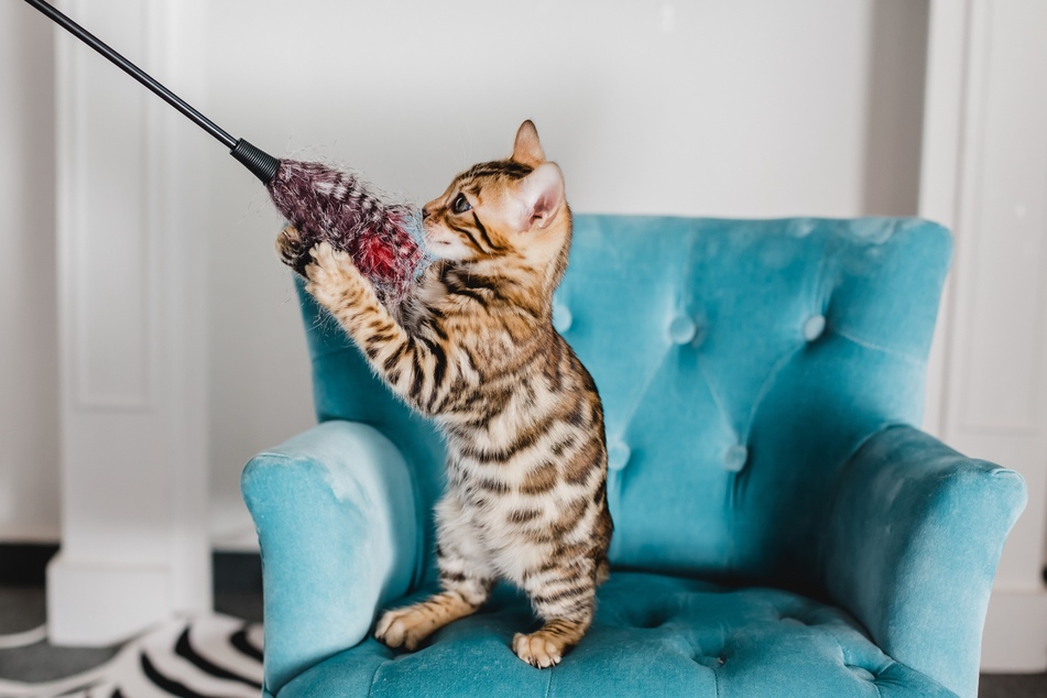 Mit dem passenden Action-Katzenzubehör kannst Du Deine Mieze richtig auspowern.