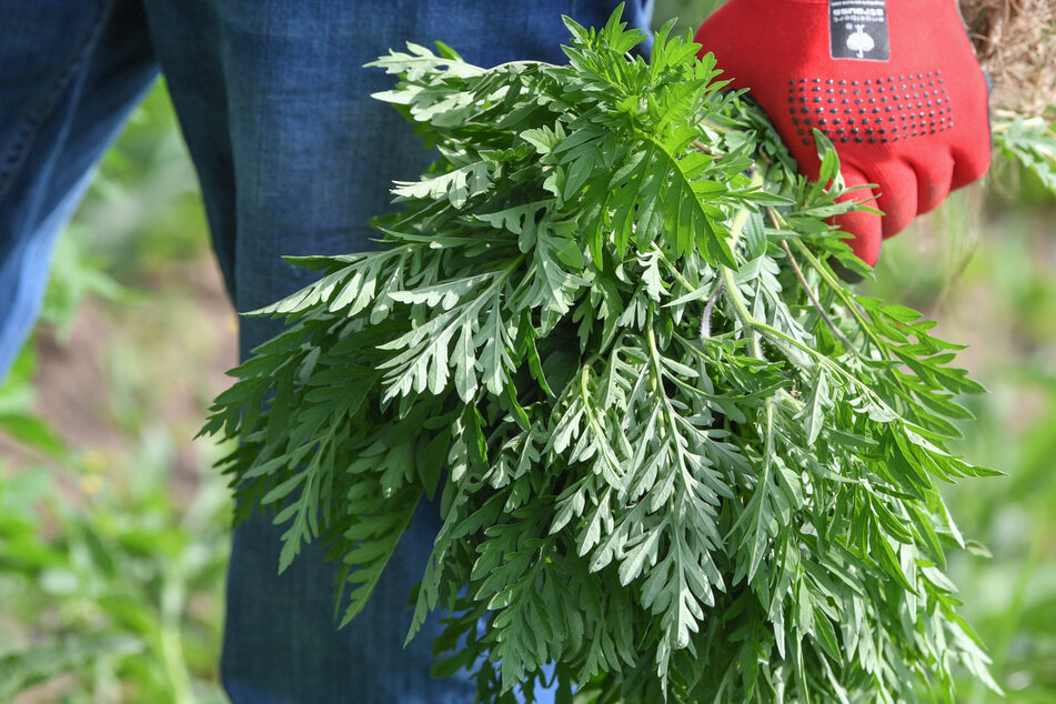Experten: Starke Gefahr durch Allergie-Pflanze Ambrosia
