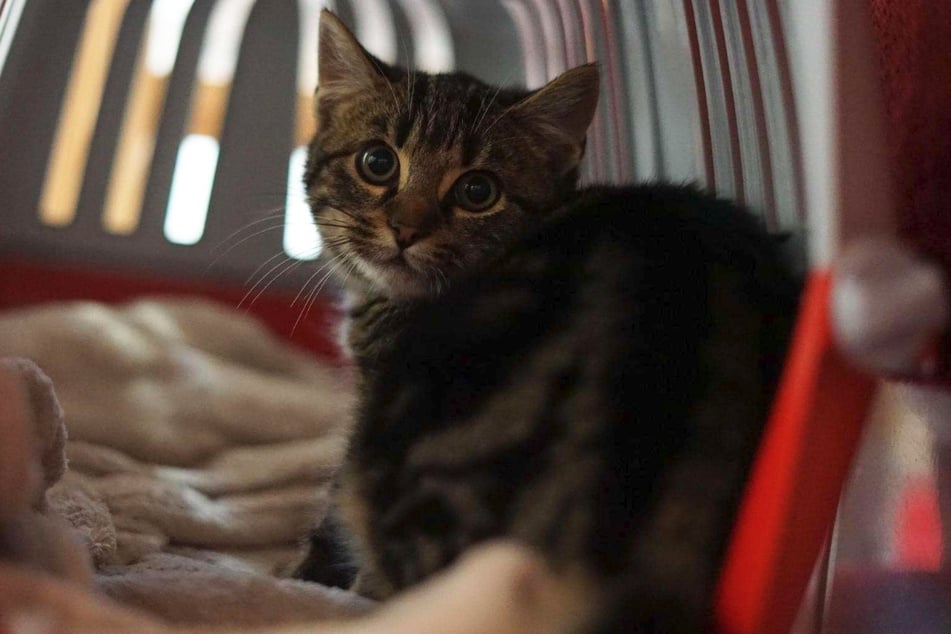 Mephisto ist lebhaft und sehr vertrauensvoll mit Menschen.