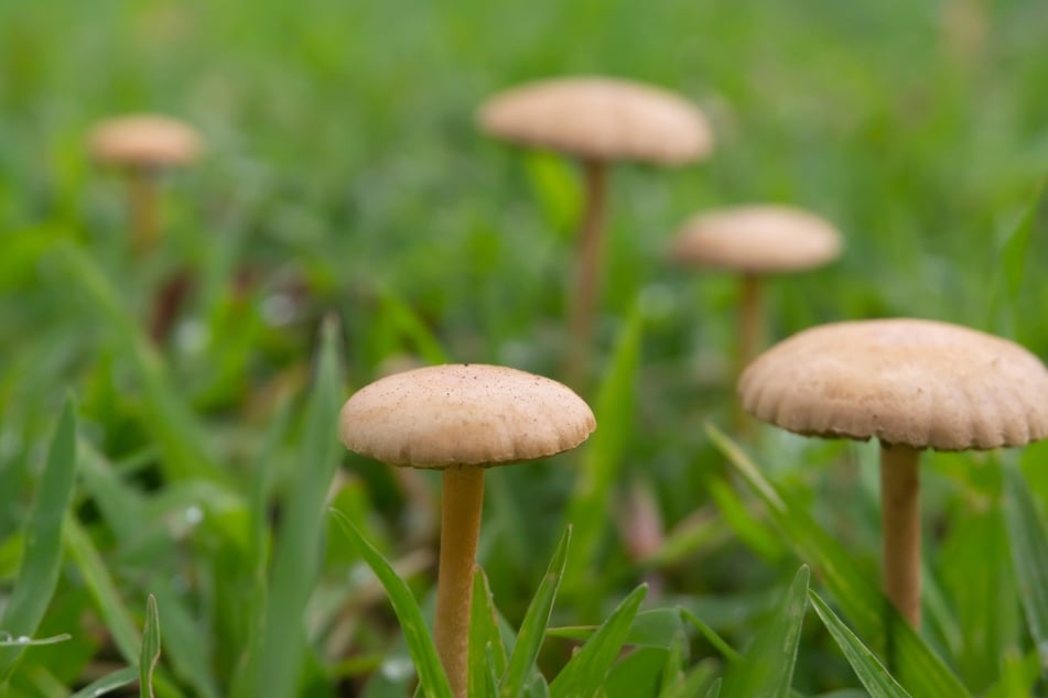 Pilze im Garten: ein gutes oder schlechtes Zeichen?