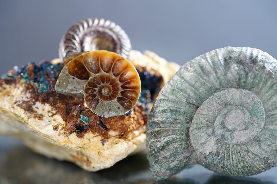 Ammoniten und viele weitere Fossilien kann man im Naturkundemuseum entdecken. (Symbolbild)