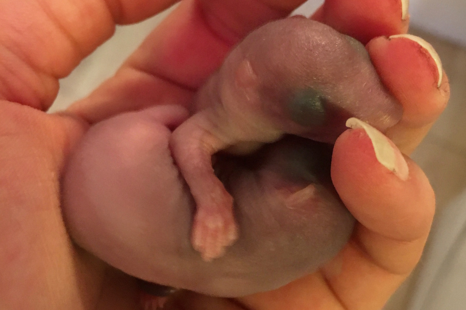 Manche Eichhörnchen-Babys sind noch nackt und füllen nicht einmal eine Hand, andere haben bereits ein flauschiges Fell.