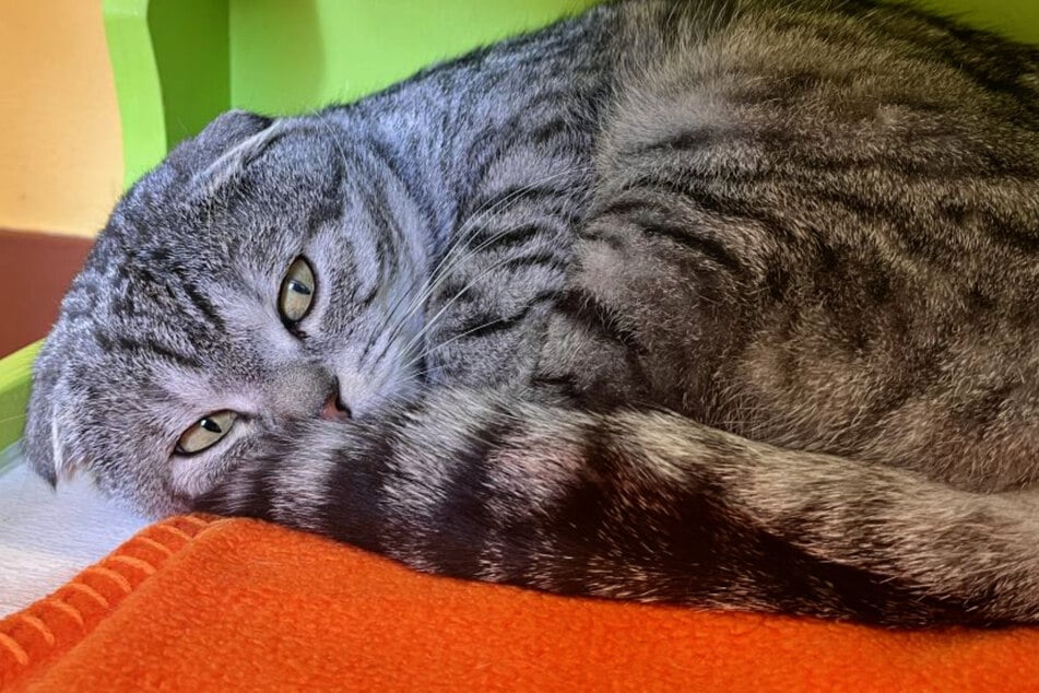 Die Kater mögen es am liebsten ruhig und kuschlig.