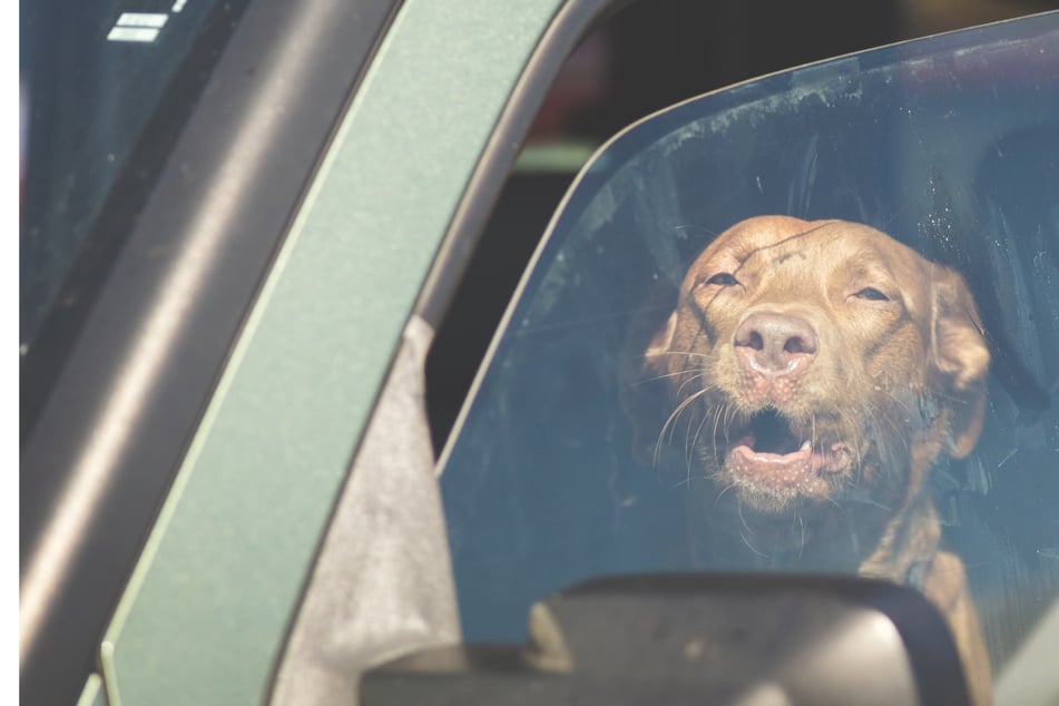 Bajo el sol abrasador: Perro encerrado en un coche - La policía debe intervenir