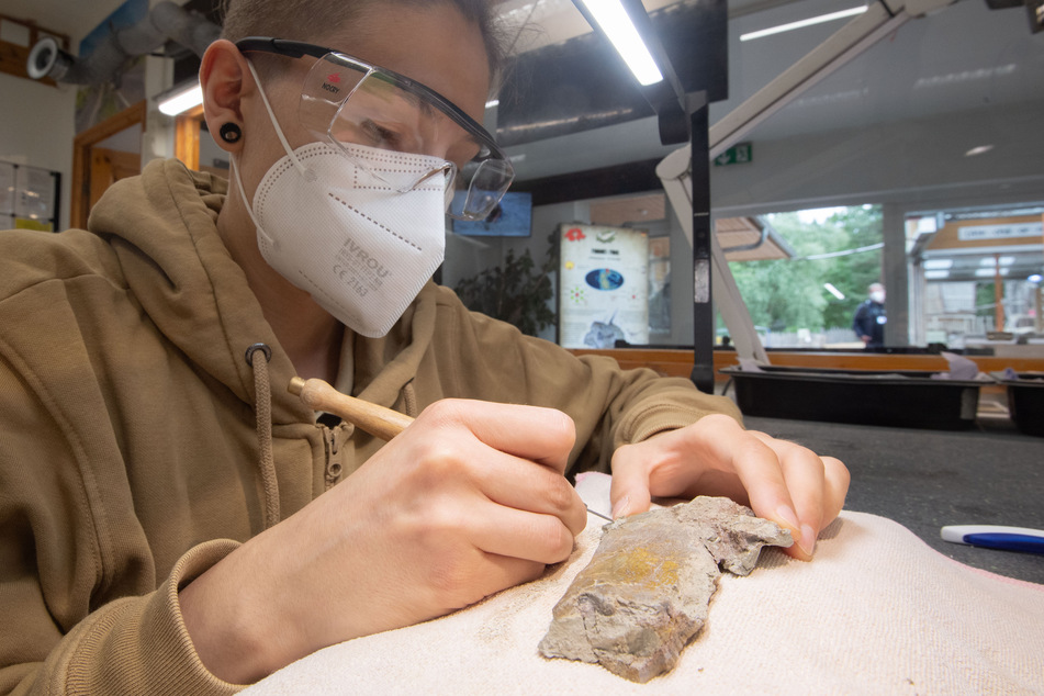 Ein Technischer Assistent präpariert einen Teil eines Fußknochens eines Plateosaurus im Dino-Park Münchehagen.