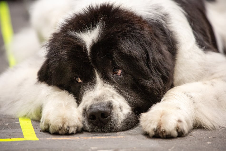 Newfoundlands are giant, sweet dogs.