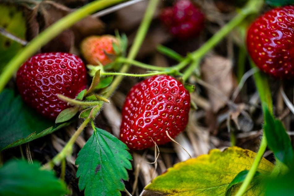 Erdbeer Gummert hat sich auf den Anbau von Erdbeeren im Raum Magdeburg spezialisiert. (Symbolbild)