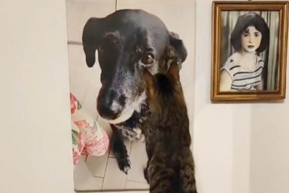 Kater Groot streichelt auch dem Porträt der Hündin über die Ohren - wie in alten Zeiten.