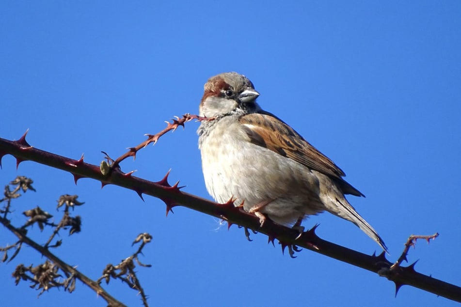 Der Spatz hat es durch den Bauboom in den Großstädten nicht leicht.