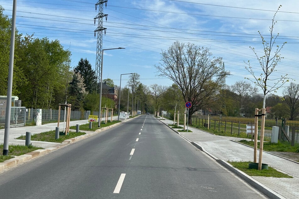 An der Seite wurden neue Straßenbäume gepflanzt.
