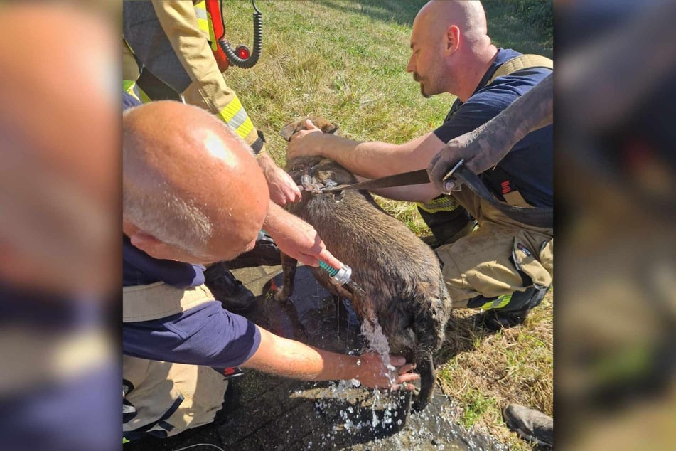 Die Feuerwehr Meerbusch versorgte den Hund.