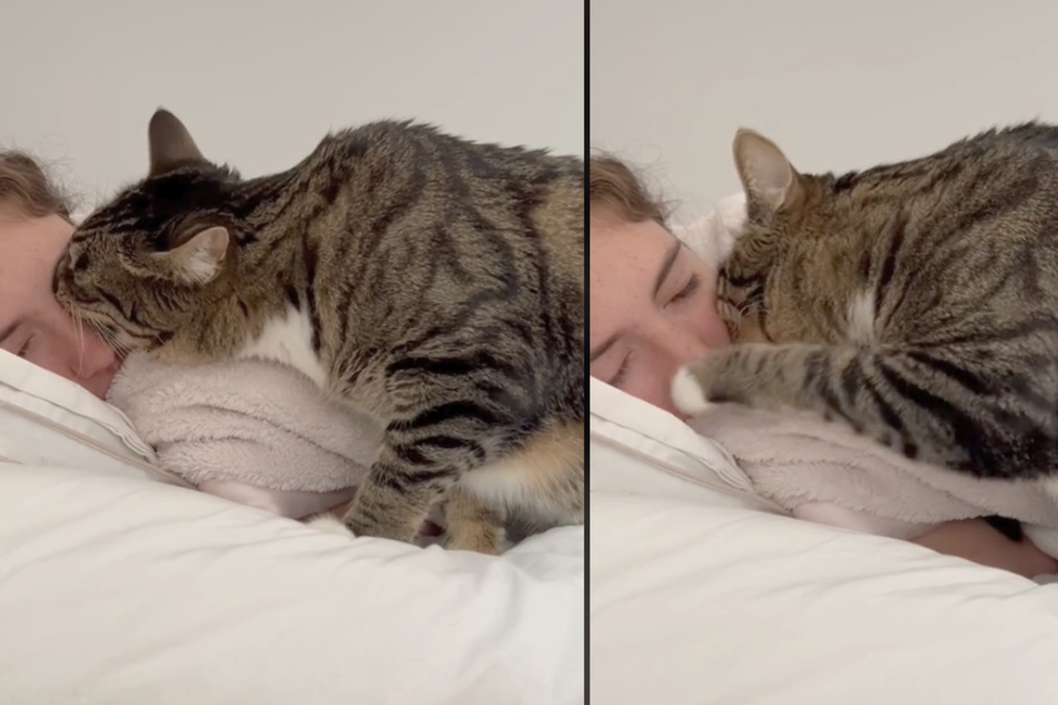 Marley wakes up his human by chomping on her nose.
