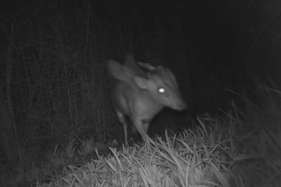 The mysterious creature appears to be wearing wings in the night vision camera image.