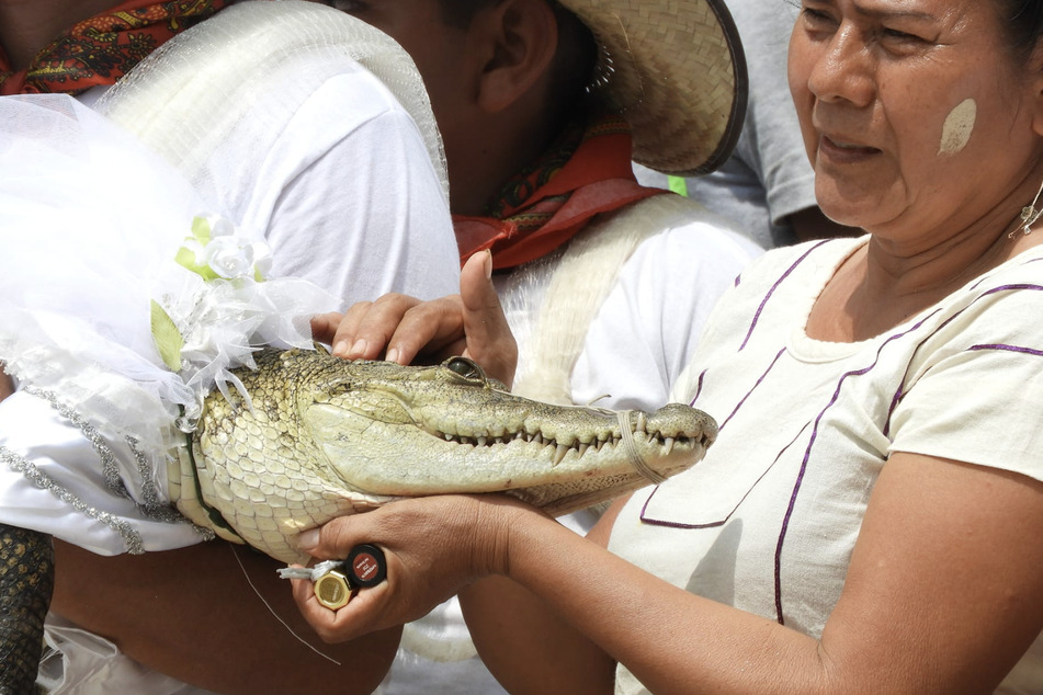 The caiman is dresses in wedding garb for the unusual ceremony.