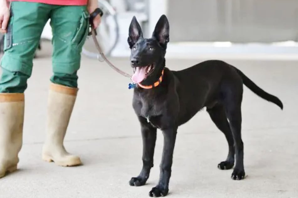 An der Leinenführigkeit des Hundes arbeiten seine Pfleger noch.