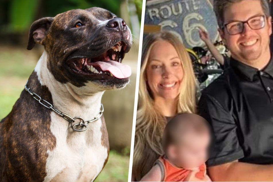 Familienhunde drehen durch: Pitbulls töten zwei Kleinkinder, verletzten die Mutter schwer