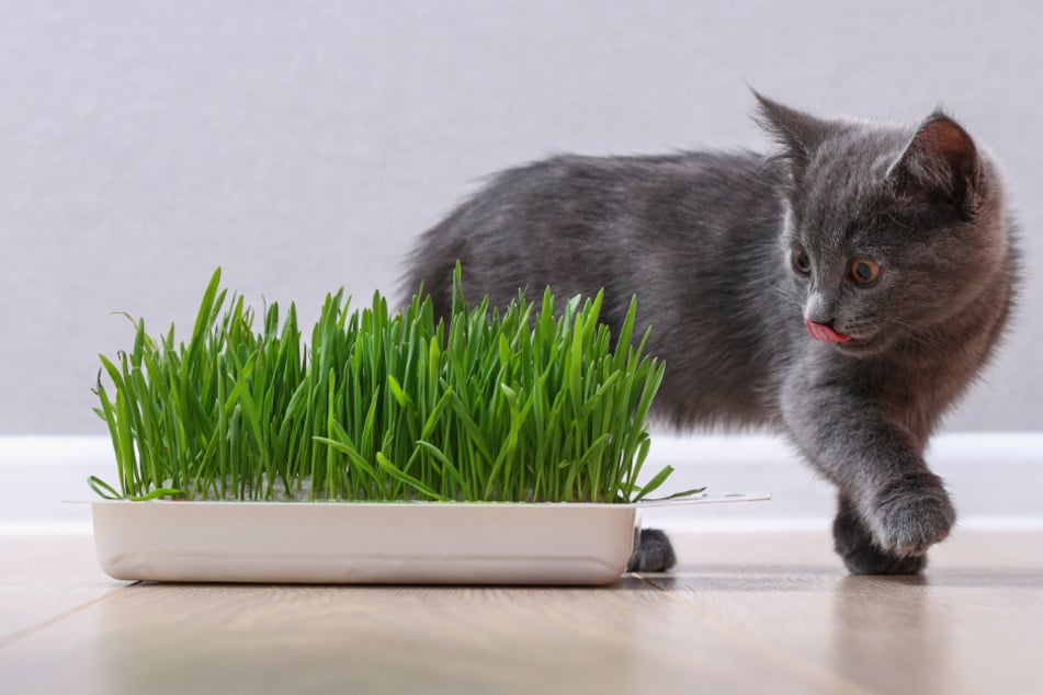 What is cat grass and is it good for your kitty?
