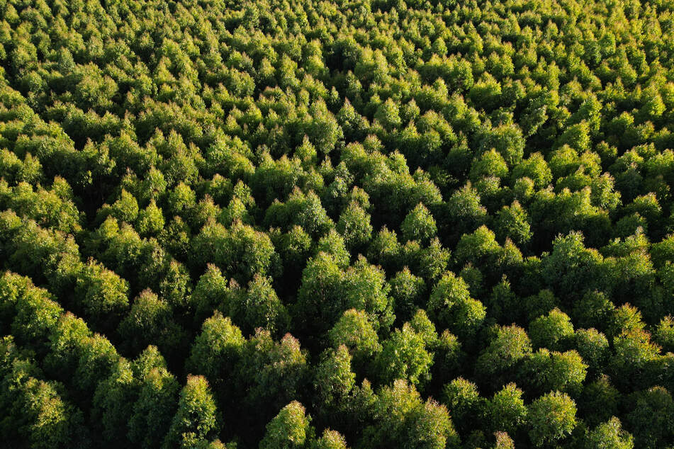 Aerial view showing a plantation of eucalyptus trees in the countryside some 185 km north of Montevideo near Capilla del Sauce, Florida Department, on January 27, 2024.