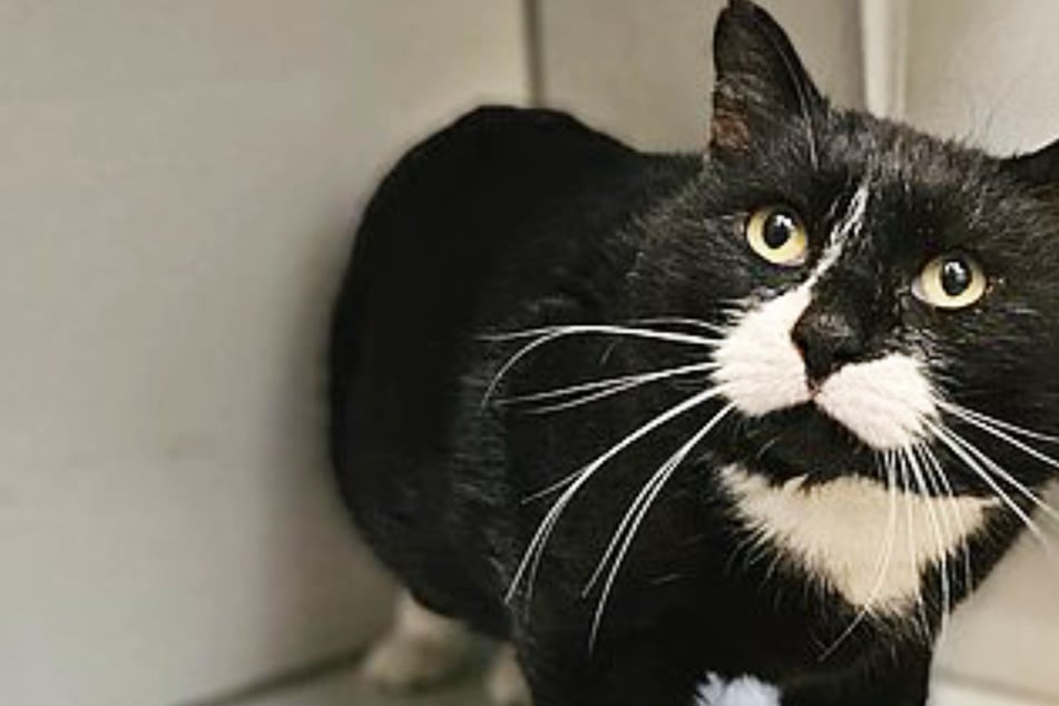Amor que se siente en la piel y una discapacidad de salud: este gato mimado tiene su propio encanto