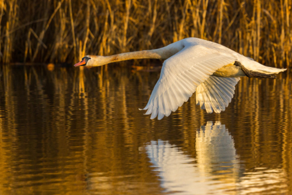 Die Feuerwehr fing den Schwan mit einem Motorboot ein. (Symbolbild)